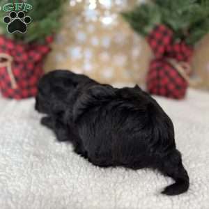 Licorice, Shih-Poo Puppy